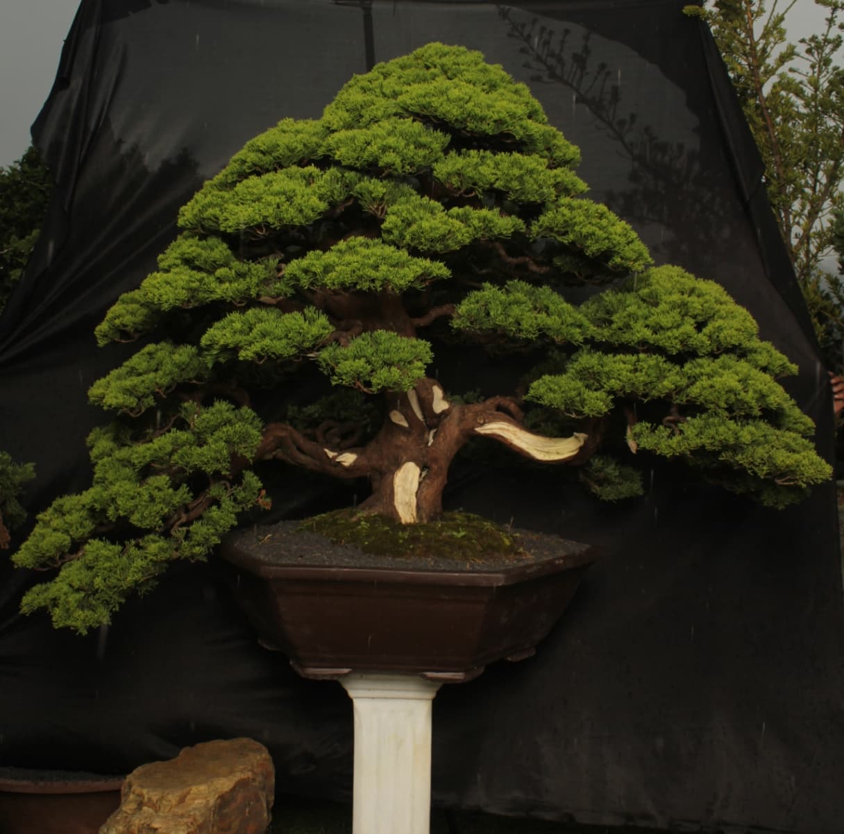 Thumbnail of Bonsai 1