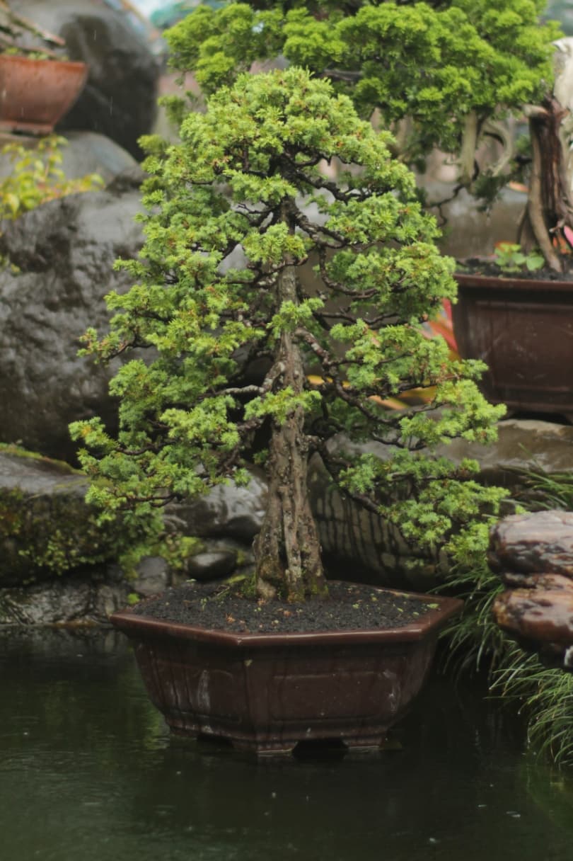 Bonsai 1