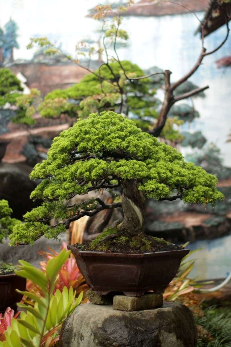 Thumbnail of Bonsai 1